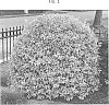 Euonymus%20japonicus%20%27HEESGO1801%27