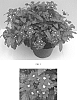 Verbena%20hybrid%20%27Balcadredim%27