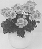 Pelargonium%20zonale%20%27KLEPZ20550%27