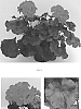 Pelargonium%20x%20hortorum%20%27Tospresilreim%27