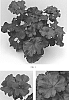 Pelargonium%20Interspecific%20%27Tosdyndredi%27