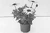Osteospermum%20ecklonis%20Norl%20%27KLEOE19395%27
