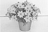 Bidens%20ferulifolia%20%27KLEBF19001%27