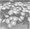 Delosperma%20cooperi%20%27Dodelrochryor%27