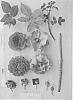 Rosa%20hybrida%20%27AUScrowd%27
