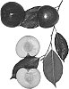 Interspecific%20Prunus%20species%20%27Flavorzee-517%27