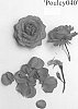Climbing%20rosa%20plant%20named%20%27Poulcy040%27