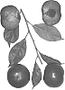 Interpsecific%20Prunus%20species%20%27Sangria%20Red%27
