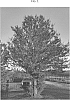 Quercus%20phellos%20%27TGO-GAL%27