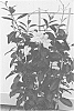 Mandevilla%20sanderi%20%27MAN220901%27