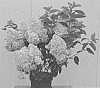Hydrangea%20paniculata%20%27HP219902%27