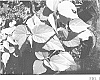 Hibiscus%20moscheutos%20%27RutHib3%27