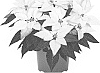 Euphorbia%20hybrida%20%28Euphorbia%20pulcherrima%20X%20Euphorbia%20cornastra%29%20%27Dopoinjadwhipe%27
