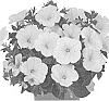 Petunia%20X%20hybrida%20%27Dopetsweewhi%27