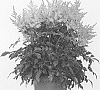 Astilbe%20arendsii%20%27Wonderful%20Day%27