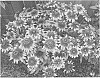 Echinacea%20purpurea%20X%20Rudbeckia%20hirta%20%27ET%20RDB%2018-30%27