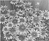 Echinacea%20purpurea%20X%20Rudbeckia%20hirta%20%27ET%20RDB%2017-42%27