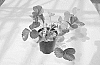 STRAWBERRY%20CULTIVARS