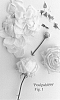 Rosa%20hybrida%20%27Poulpah099%27