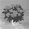 Rosa%20hybrida%20%27KORpot091%27