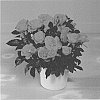 Rosa%20hybrida%20%27KORpot091%27