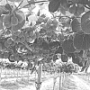 Actinidia%20chinensis%20Planch%20%27Red%20Queen%27
