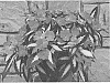 Impatiens%20hawkeri%20%27Dongisustjazco%27