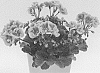 Pelargonium%20x%20hortorum%20%27Swepin%27