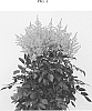 Astilbe%20arendsii%20%27Perfect%20Day%27