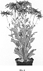 Rudbeckia%20hirta%20%27RUDLO175%27
