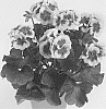 Pelargonium%20x%20hortorum%20X%20Pelargonium%20peltatum%20%27Pactiowhispl%27