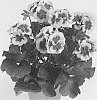 Pelargonium%20x%20hortorum%20X%20Pelargonium%20peltatum%20%27Pactiowhispl%27