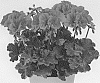Pelargonium%20x%20hortorum%20X%20Pelargonium%20peltatum%20%27Pactiocomcor%27