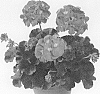 Pelargonium%20x%20hortorum%20X%20Pelargonium%20peltatum%20%27Pactiopimp%27