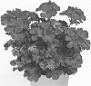 Pelargonium%20x%20hortorum%20X%20Pelargonium%20peltatum%20%27Pactiodare%27