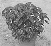 Hypoestes%20phyllostachya%20%27G14158%27