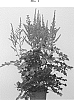Astilbe%20chinensis%20%27Youandme%20Forever%27