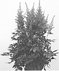 Astilbe%20arendsii%20%27Sunny%20Day%27