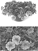 Calibrachoa%20sp.%20Llave%20%26%20Lex.%20%27INCALDRSIM%27