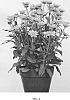 Rudbeckia%20hirta%20%27RUDLE169%27