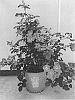 Rosa%20hybrida%20%27Sprofifth%27