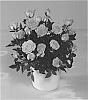 Rosa%20hybrida%20%27KORpot093%27