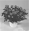Rosa%20hybrida%20%27KORpot090%27