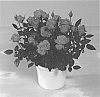 Rosa%20hybrida%20%27KORpot092%27