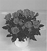 Rosa%20hybrida%20%27KORpot089%27