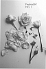 Rosa%20hybrida%20%27Poulren030%27