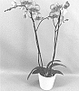Phalaenopsis%20hybrid%20%27PHALHALXYP%27