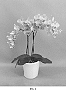 Phalaenopsis%20hybrid%20%27PHALIJBAK%27