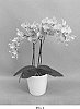 Phalaenopsis%20hybrid%20%27PHALIJBAK%27