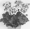 Pelargonium%20x%20hortorum%20X%20Pelargonium%20peltatum%20%27Pactiocomwhispl%27